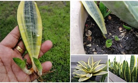 Cara menanam kunyit tip supaya pokok kunyit subur. Mudahnya Cara Tanam Pokok Lidah Jin (Sansevieria). Semai ...