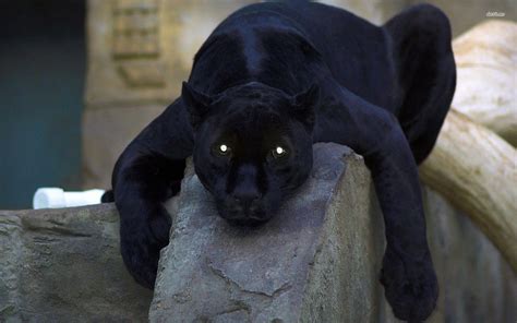 Black Panther Animal Wallpapers Wallpaper Cave