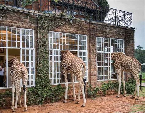 Stay at Giraffe Manor, Nairobi - Kated