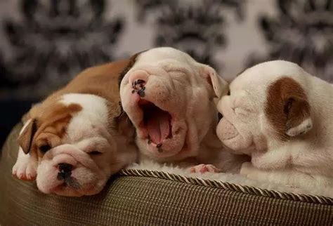 Cute Puppies Yawning Cute Puppies Photo 41401945 Fanpop