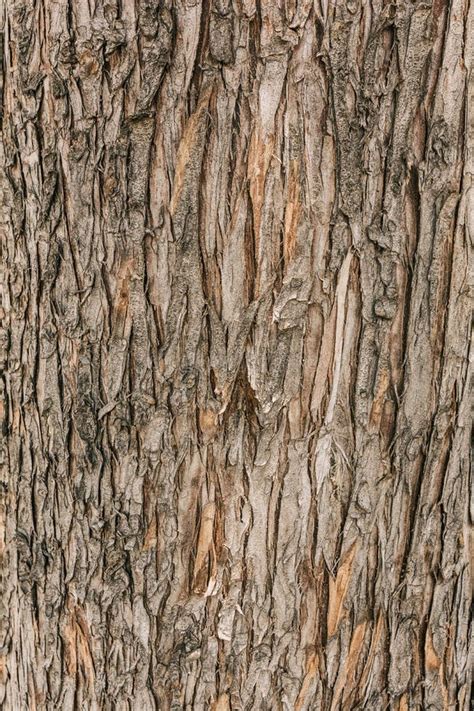 Rough Texture Of The Bark Of A Tree Trunk Stock Image Image Of Brown