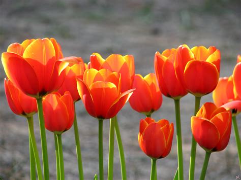 Tulipsinthesunset 2816x2112 By Mansoorbabu Thayat Flickr