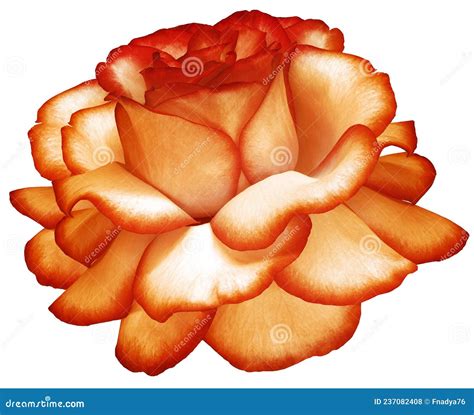 Orange Rose Flower On Black Isolated Background With Clipping Path