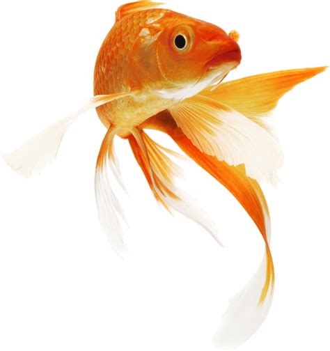 Goldfish Transparent Png Clipart - Full Size Clipart (#2782901
