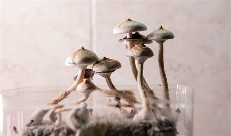 The Ultimate Beginners Guide On How To Grow Magic Mushrooms 420dc