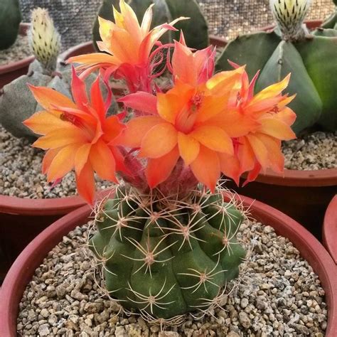 He said the internet had significantly accelerated theft of rare if buying online, seek out domestic sellers that advertise their cacti as being grown from seed. 227 best New Mexico Flowers & Desert Plants images on ...