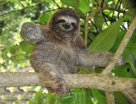 Sloths Call Costa Rica Rainforests Home Javis Travel Blog Go Visit