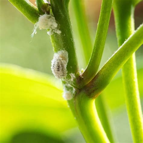 How To Get Rid Of Mealybugs Planet Natural