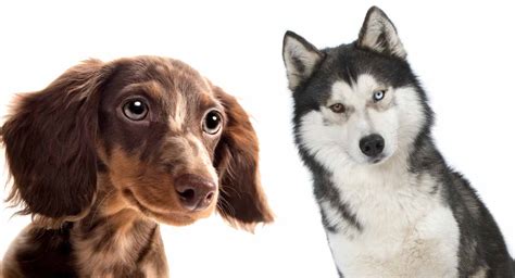 Dachshund mix puppies for sale. Dachshund Husky Mix - A loving companion but know the risks