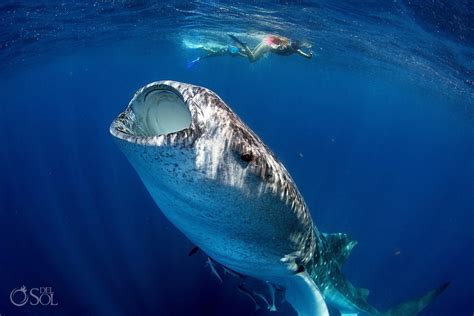 Be Patient With The Circling Whale Sharks Freediving