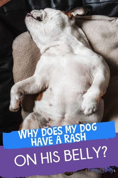 Dog Rash On Belly Causes And Symptoms To Know Fidose Of Reality