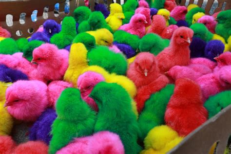 Fenomena Anak Ayam Warna Warni Belajarlah Dimana Saja