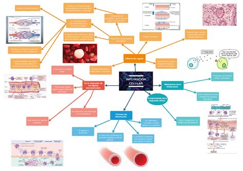 Inflamacion Mapa Conceptual Esquemas Y Mapas Conceptuales De Medicina
