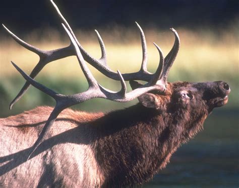 Hunting Giant Bull Elk Dan Adler Safari Club