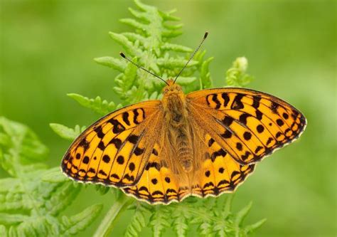 Butterfly with brown and orange wings. Identify a butterfly | Butterfly Conservation