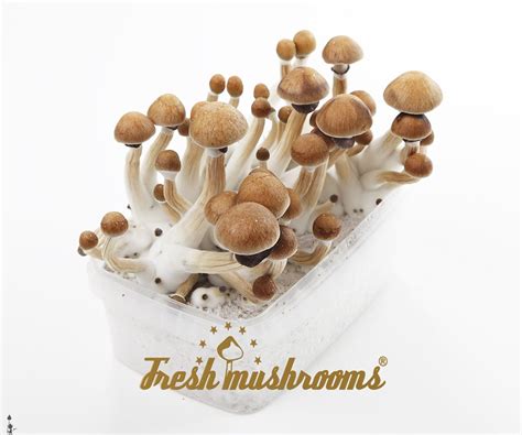Magic Mushroom Grow Kit Katelanders Events
