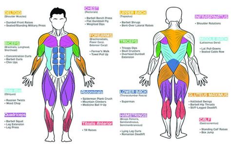 The 10 Best Exercises for a Full Body Workout
