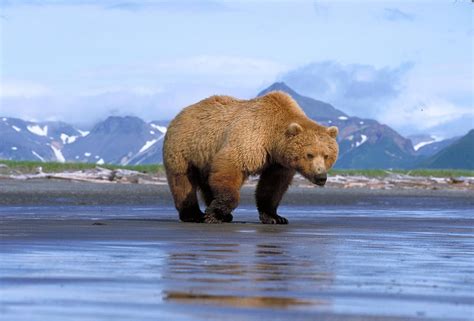 13 Types Of Brown Bears With Name And Picture Examples