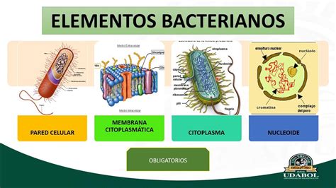 Tema 1 Estructura Bacteriana Youtube