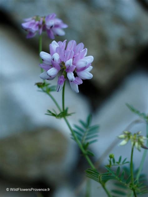 Coronilla Varia Wild In Provence