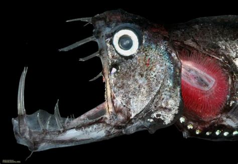 15 Of The Freakiest Deep Sea Creatures