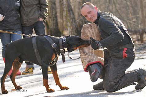 Дрессировка собак и щенков в Москве. Школа дрессировки собак. Спорт с ...
