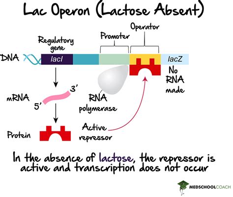 Operons Prokaryotic Gene Expression Part Mcat Biology