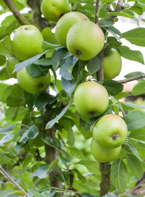 Dorsett Apple Tree Isons Nursery And Vineyard