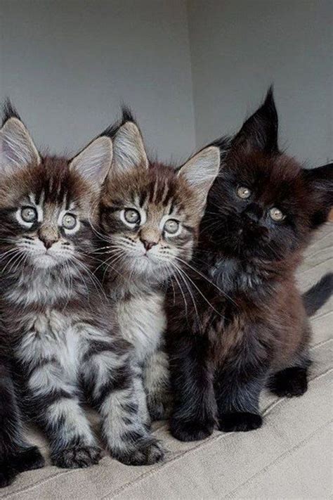 Maine coon kittens and cats. Pin on Cats and Kittens