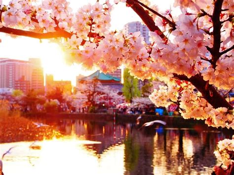 Japan Cherry Blossom Wallpapers Top Free Japan Cherry Blossom