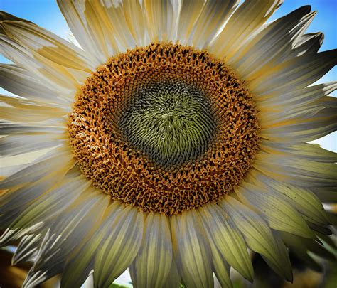 Psychedelic Sunflower Photograph By Nelson Rudiak Pixels
