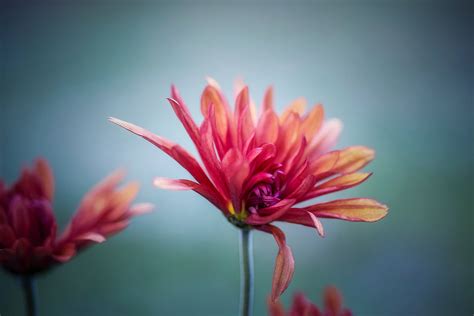 Download Red Flower In Selective Focus Photography Wallpaper