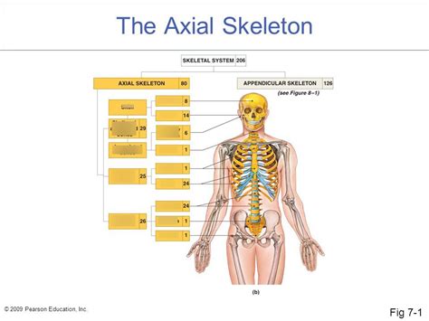 Axial Skeleton Diagram Quizlet