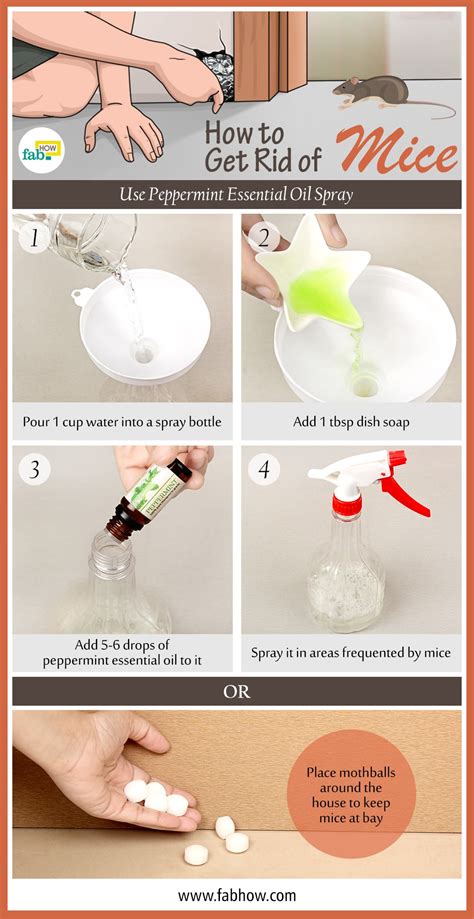 How to Get Rid of Mice Fast: 5 Poison-Free Methods | Fab How