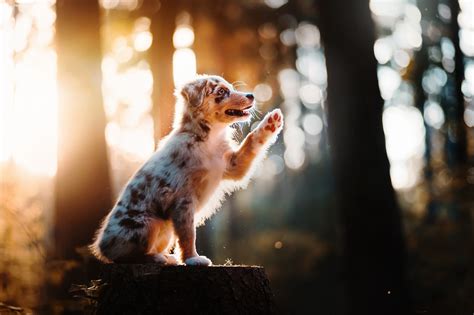 Wallpaper Dog Sunlight Animals 2048x1365 Wallpapermaniac