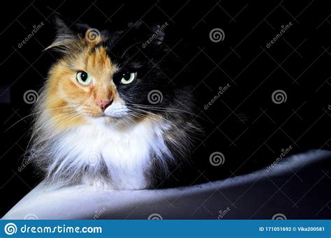 Feline Look Cute Pet Cat Night Stock Photo Image Of Sitting Animal
