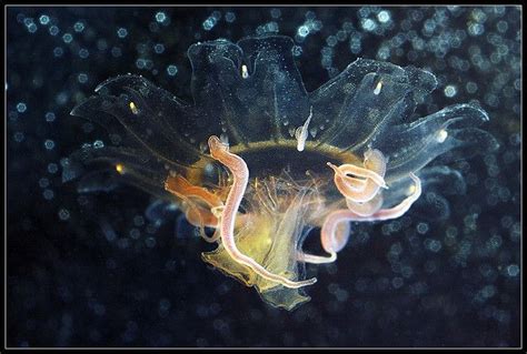 Cyanea Ephyra Jellyfish Photo Animals Amazing Jellyfish