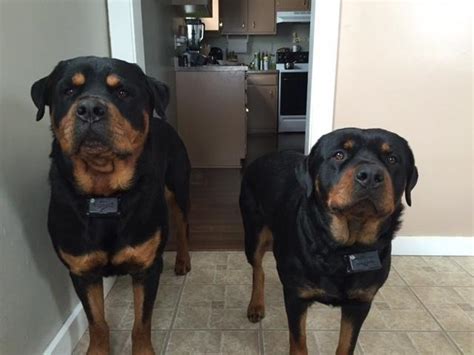 He has that i know i am cute attitude! Rottweiler Puppies AKC/CKC certified for Sale in Elkhorn ...