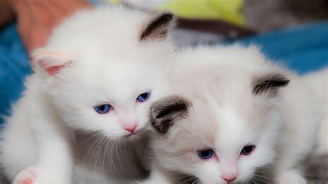 Two Cute White Cats Are Looking Down 4k Hd Kitten Wallpapers Hd