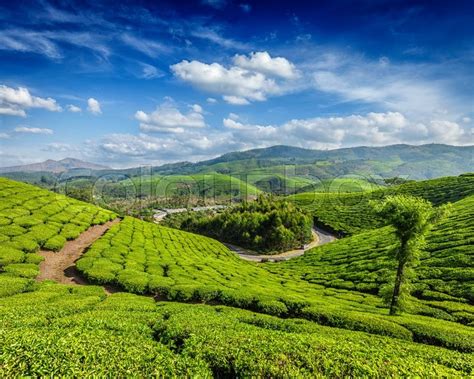 Another lustrous tea plantation destination to visit in india located 2,750 meters above sea level, in the hills of darjeeling is happy valley tea estate. Green tea plantations in the morning, Munnar, Kerala state, India | Stock Photo | Colourbox