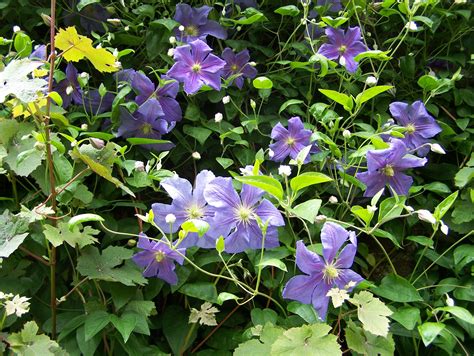 Clematis 'dawn' bei schmid gartenpflanzen online bestellen. Pin on Garden : shade shrubs and trees