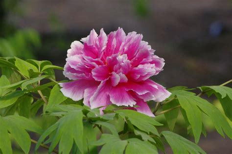 China Daily On Twitter Beautiful Peonies Are In Full Bloom In Beijing