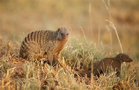 Banded Mongoose By Stocksy Contributor Paul Tessier Stocksy