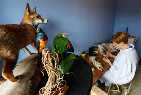 Taxidermied Pets When A Beloved Pet Dies Pictures Cbs News