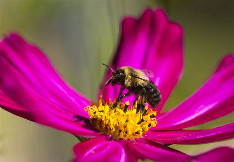 Pollen is a powdery substance consisting of pollen grains which are male microgametophytes of seed plants, which produce male gametes (sperm cells). Weather Week: Sunshine and Pollen All Week Long | Houston ...