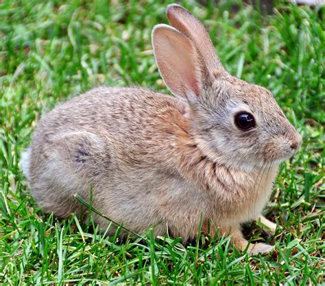 Rabbits and other pests are quite common to most people's gardens, but there are humane ways to rid, or at least ward off the fluffy intruders; How To Protect Your Garden And Fight Off Plant Eating ...
