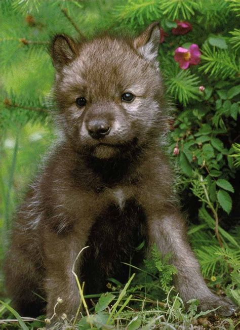 Wolf Pups Unlike Our Domestic Dogs Develop And Grow Much Quicker
