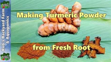 How To Make Turmeric Powder From Fresh Home Grown Root Youtube