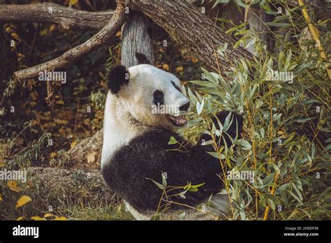 Panda Yang Yang Eats Bamboo At The Schonbrunn Zoo Stock Photo Alamy