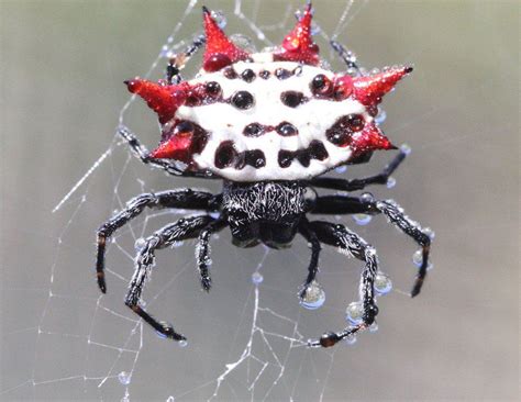 A Black And White Spider With Red Spots On Its Back